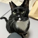 人間大好きなソックス猫