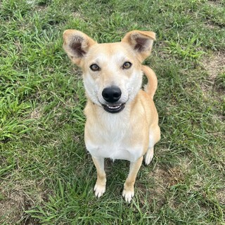 トレーニング済み『ノック』（避妊手術済）