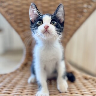 完璧なハチワレ ナツキくん