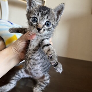 人懐っこいキジトラちゃん