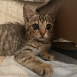 仔猫お見合い大会 サムネイル1