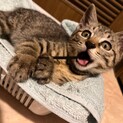 【生後3ヶ月半】人好きキジトラ女子ぜんちゃん