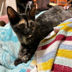 仔猫お見合い大会 サムネイル2