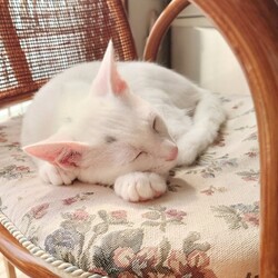 仔猫お見合い大会 サムネイル3