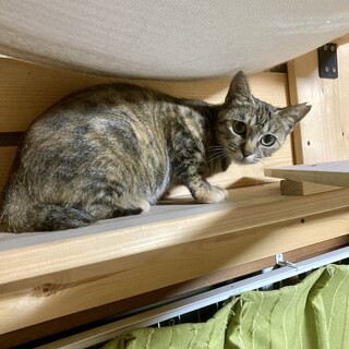 お目目パッチリの美人さん　穏やかな　むぎちゃん