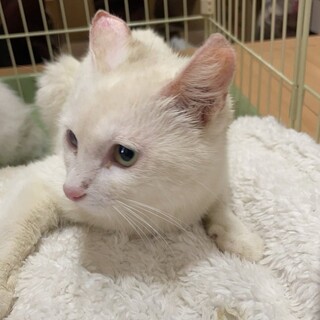 オッドアイの美人さん・ヴァイスちゃん