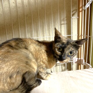 撫でて撫でて　スリゴロのサビママ　こはくちゃん