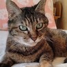 きづかい上手な甘えん坊・キラリちゃん