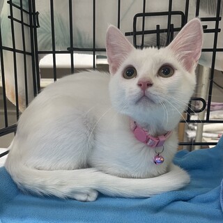 募集停止ステップを披露女子❤️白桃