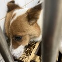 処分対象❗️収容期限8/13迄❗️延長なし