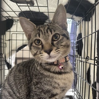 ごろスリ甘えん坊キジトラ❤️すう