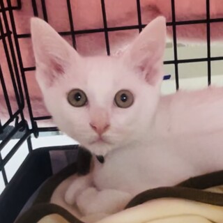 募集停止、何にでも興味津々⭐️しちや