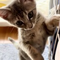 甘えん坊の綺麗なシルバー子猫さん