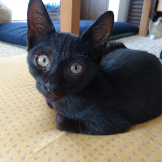 生後３ヶ月、人懐こくて甘えんぼうの女の子