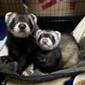 フェレット　オスメス2匹同時受け取り可能な方限定