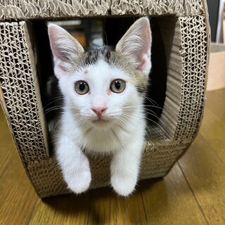 超おっとりな女の子⭐︎ぱっつん前髪の夏音