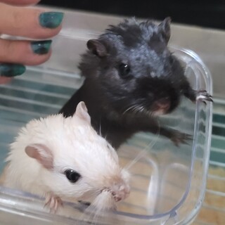 至急！ カラージャービル オス 2匹！！代理投稿