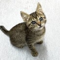 【里親様決まりました】キジトラの男の子