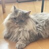 の写真