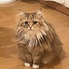 の写真