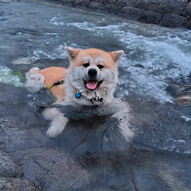 さんちゃん３１のカバー写真