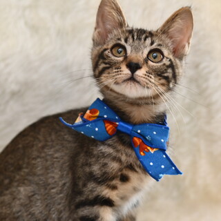 かわいい男の子トタロ！