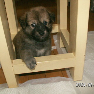 生後20日で保護したボブヘアーの男の子