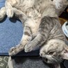 美しいパステル系サビ猫・蒼ちゃん・甘えん坊 サムネイル3