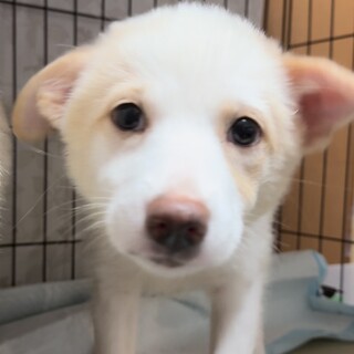 ずっとのおうちを探しています