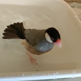 文鳥 メス 2歳位 