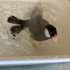 文鳥 メス 2歳位  サムネイル2