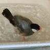 文鳥 メス 2歳位  サムネイル3