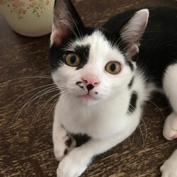 「8月11日(日)　島忠東村山店譲渡会！」サムネイル3