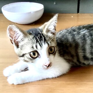 ⚫︎人懐こく⚫︎性格良し！オスのキジ白⚫︎