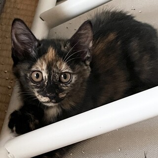おっとりノンビリ、ナデナデ大好き胡麻（ごま）ちゃん