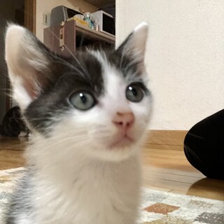 ありがとうございました★可愛いです　おたまちゃん