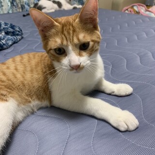 ありがとうございました★茶白のシャボンくん