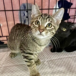 元気いっぱい♡キジトラのキキ