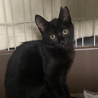兄弟仲良し♡元気いっぱい黒猫のジジ