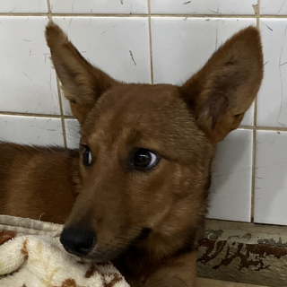 処分対象❗️収容期限8/14迄❗️延長なし