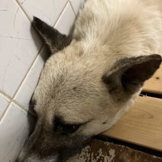 処分対象❗️収容期限8/15迄❗️延長なし