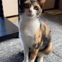 【正式譲渡済み】人も猫も大好きなミケ猫さん