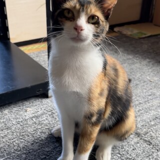 【正式譲渡済み】人も猫も大好きなミケ猫さん