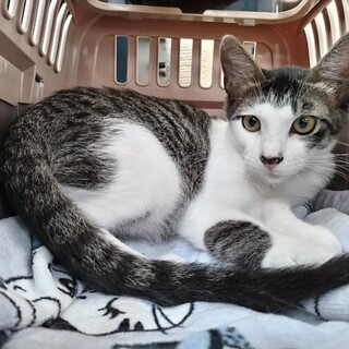 元気いっぱい！　生後４か月兄弟2匹一緒に