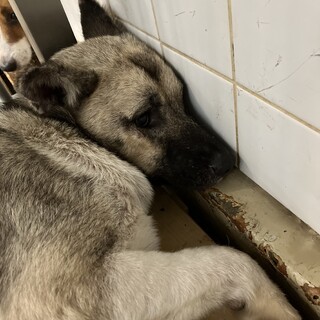 処分対象❗️収容期限8/15迄❗️延長なし