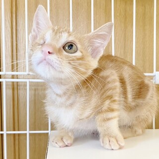 ★里親様決定！★元気いっぱい甘えん坊❤チカラくん