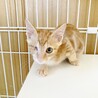 ★里親様決定！★元気いっぱい甘えん坊❤チカラくん サムネイル6