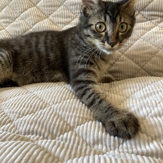 中長毛キジトラ ラステンくん