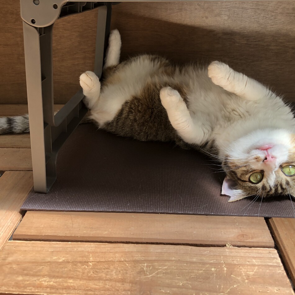 うめのカバー写真