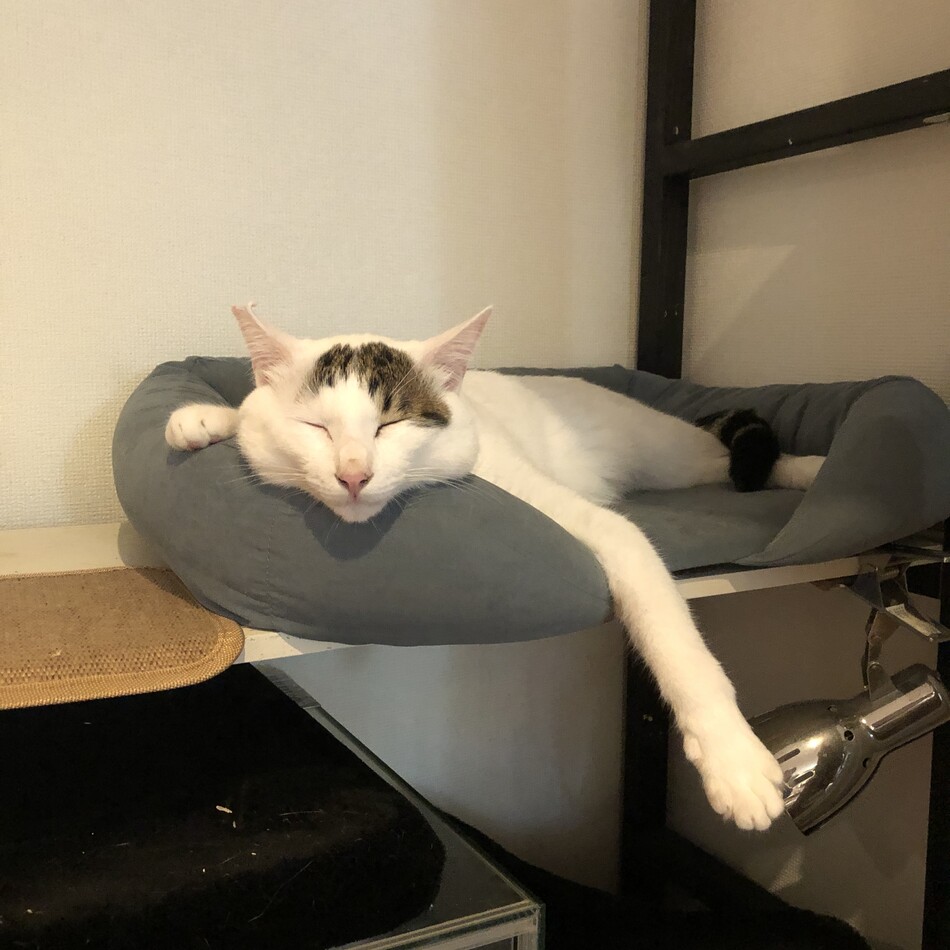 ごまのカバー写真
